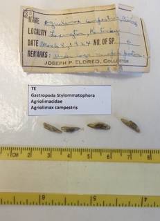 To NMNH Extant Collection (USNM 1437364)