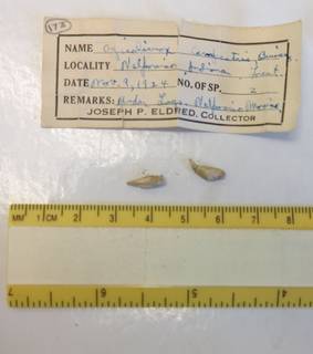 To NMNH Extant Collection (USNM 1437366)
