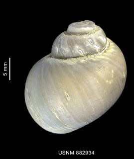 To NMNH Extant Collection (Amauropsis sp., shell, dorsal view)