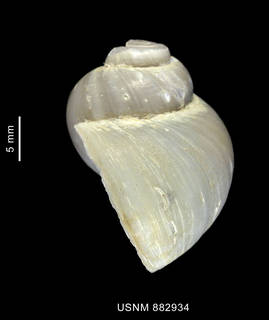 To NMNH Extant Collection (Amauropsis sp., shell, lateral view)