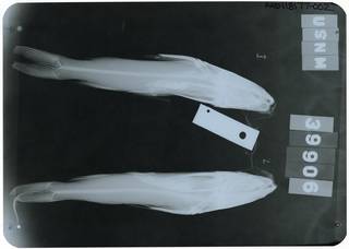 To NMNH Extant Collection (Sciades guatemalensis RAD118177-002)