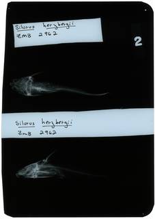 To NMNH Extant Collection (Silurus herzbergii RAD118309-001)