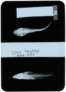 To NMNH Extant Collection (Silurus herzbergii RAD118309-002)