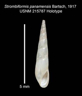 To NMNH Extant Collection (IZ MOL USNM 215787 Holotype shell plate)