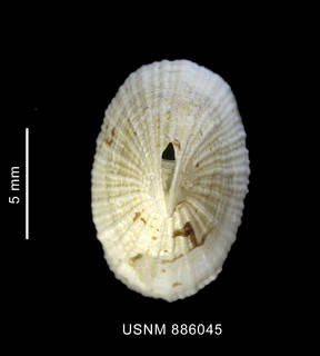 To NMNH Extant Collection (Puncturella spinigera Thiele, 1912, shell, apical view)