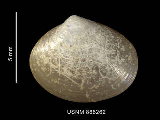 To NMNH Extant Collection (Neolepton hupei Soot-Ryen, shell, left valve, outer view)