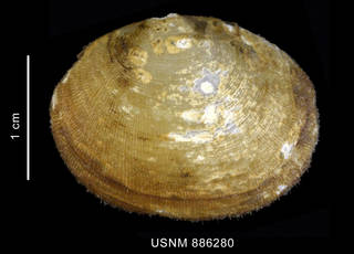 To NMNH Extant Collection (Limopsis scotiana Dell, 1964, shell, left valve, outer view)