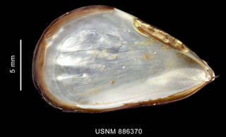 To NMNH Extant Collection (Aulacomya ater Molina, 1782, shell, left valve, inner view)