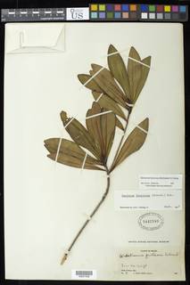 To NMNH Extant Collection (00621558)