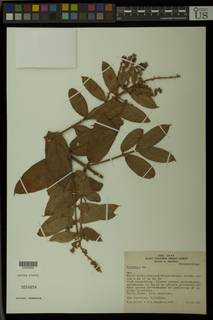 To NMNH Extant Collection (01875442)