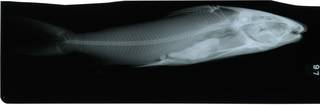 To NMNH Extant Collection (Galeichthys RAD117911-002)