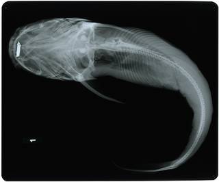 To NMNH Extant Collection (Galeichthys azureus RAD117914-001)