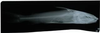 To NMNH Extant Collection (Hexanematichthys mastersi RAD117972-002)