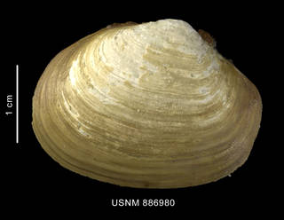 To NMNH Extant Collection (Thracia meridionalis Smith, 1885, shell, left valve, outer view)