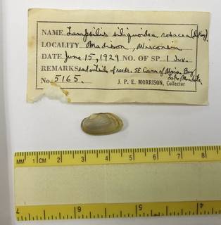 To NMNH Extant Collection (JPEM 5165)
