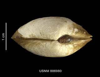 To NMNH Extant Collection (Thracia meridionalis Smith, 1885, shell, apical view)
