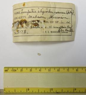 To NMNH Extant Collection (JPEM 5178)