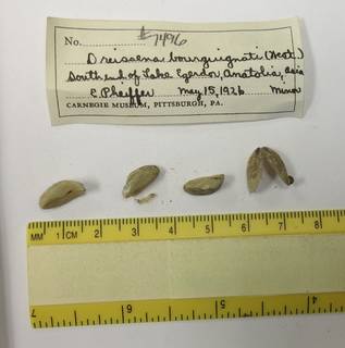 To NMNH Extant Collection (JPEM 7496)