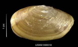 To NMNH Extant Collection (Malletia patagonica Mabille & Rochebrune, 1889, shell, left valve, outer view)