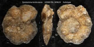 To NMNH Paleobiology Collection (Epistomina lenticularia USNM PAL 369624 holotype)