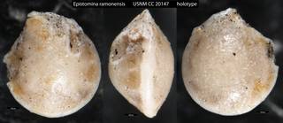 To NMNH Paleobiology Collection (Epistomina ramonensis USNM CC 20147 holotype)