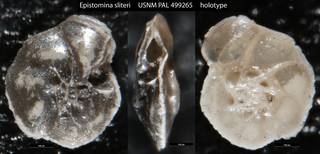 To NMNH Paleobiology Collection (Epistomina sliteri USNM PAL 499265 holotype)