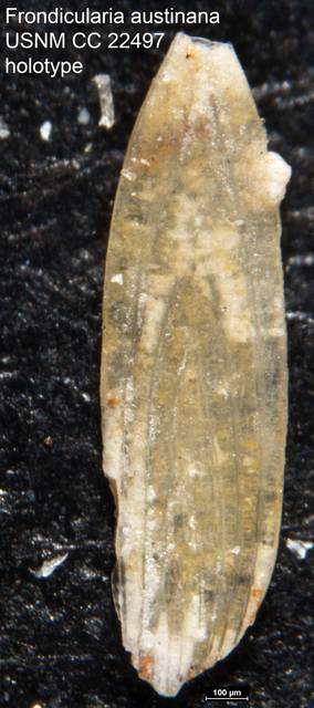 To NMNH Paleobiology Collection (Frondicularia austinana USNM CC 22497 holotype)
