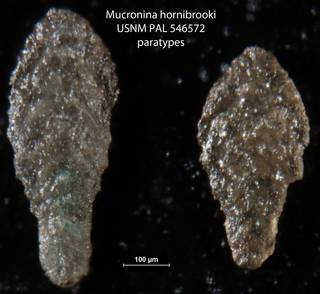 To NMNH Paleobiology Collection (Mucronina hornibrooki USNM PAL 546572 paratypes)