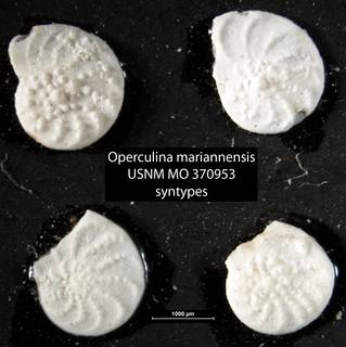 To NMNH Paleobiology Collection (Operculina mariannensis USNM MO 370953 syntypes)