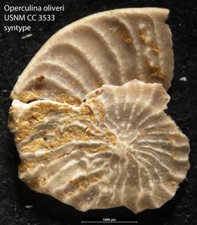 To NMNH Paleobiology Collection (Operculina oliveri USNM CC 3533 syntype)