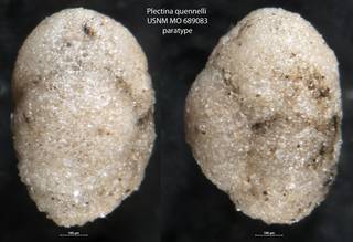 To NMNH Paleobiology Collection (Plectina quennelli  USNM MO 689083 paratype)