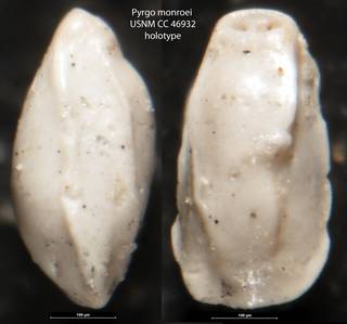 To NMNH Paleobiology Collection (Pyrgo monroei  USNM CC 46932 holotype)