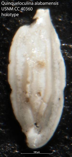 To NMNH Paleobiology Collection (Quinqueloculina alabamensis  USNM CC 40360 holotype)