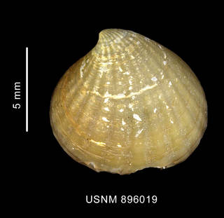 To NMNH Extant Collection (Cyclocardia compressa (Reeve, 1843), shell, left valve, outer view)