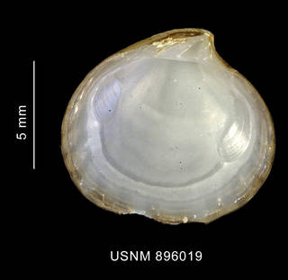 To NMNH Extant Collection (Cyclocardia compressa (Reeve, 1843), shell, left valve, inner view)