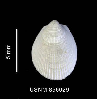 To NMNH Extant Collection (Limatula ovalis (Thiele, 1912) shell, left valve, outer view)