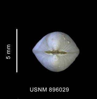 To NMNH Extant Collection (Limatula ovalis (Thiele, 1912) shell, apical view)