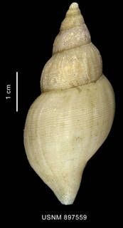 To NMNH Extant Collection (Belaturricula turrita (Strebel, 1908), shell, dorsal view)