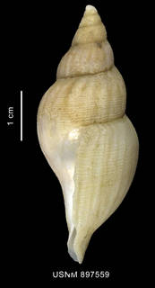 To NMNH Extant Collection (Belaturricula turrita (Strebel, 1908), shell, lateral view)