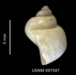 To NMNH Extant Collection (Pellilitorina setosa (Smith, 1875), shell, lateral view)