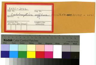 To NMNH Extant Collection (Cephaloscyllium sufflans RAD110287 and RAD110288 Envelope)