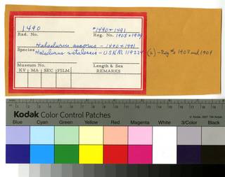 To NMNH Extant Collection (Halaelurus RAD110480 thru RAD110483 Envelope)