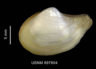 To NMNH Extant Collection (Cuspidaria sp., shell, left valve, outer view)