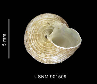 To NMNH Extant Collection (Solariella antarctica Powell, 1958, shell, basal view)