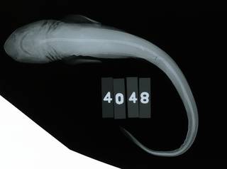 To NMNH Extant Collection (Scyliorhinus retifer RAD110657-001)