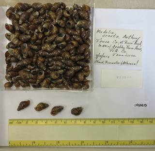 To NMNH Extant Collection (USNM 1439973)