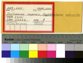 To NMNH Extant Collection (Scyliorhinidae RAD110581 and RAD110582 Envelope)