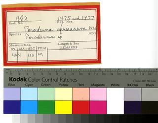 To NMNH Extant Collection (Poroderma RAD110616 and RAD110617 Envelope)