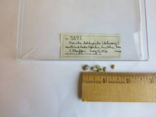 To NMNH Extant Collection (JPEM 7571)