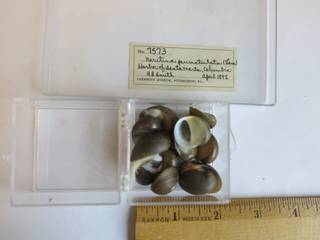 To NMNH Extant Collection (JPEM 7573)